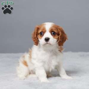 Nikki, Cavalier King Charles Spaniel Puppy